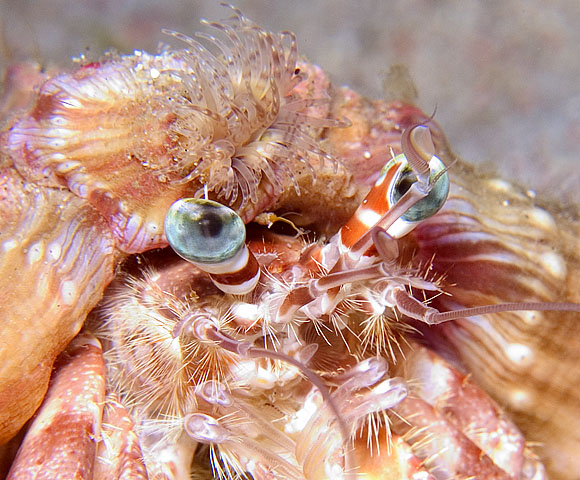 Hermit Crab, Sabang Wrecks, f6.3, 1/160s