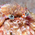 Hermit Crab, Sabang Wrecks, f6.3, 1/160s