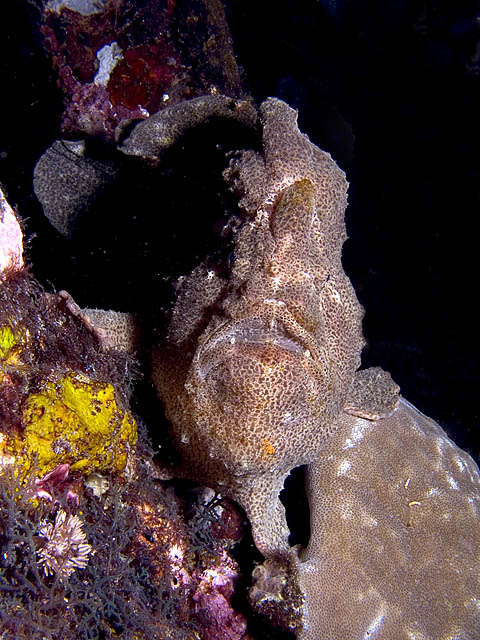 Giant Frogfish, Antennarius commersoni, Sabang Wrecks, f8.0, 1/320s.