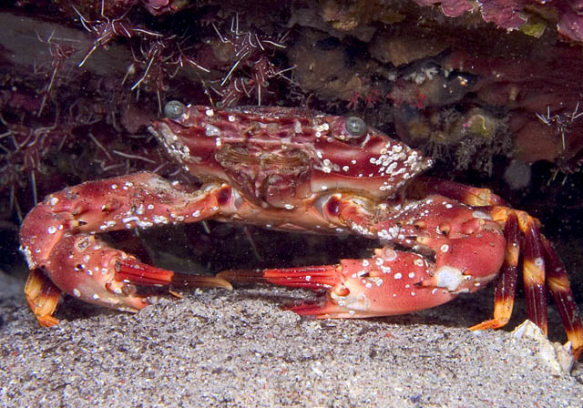 Crab, Sabang Wrecks, f8.0, 1/320s