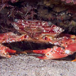 Crab, Sabang Wrecks, f8.0, 1/320s