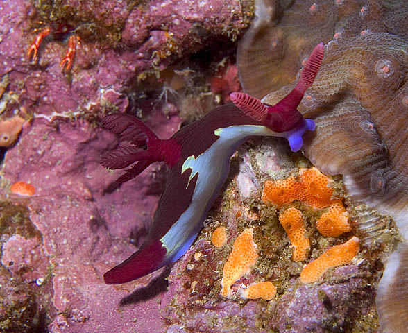 Nembrotha chamberlaini nudibranch, Shark Cave, f5.6, 1/320s