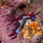 Nembrotha chamberlaini nudibranch, Shark Cave, f5.6, 1/320s