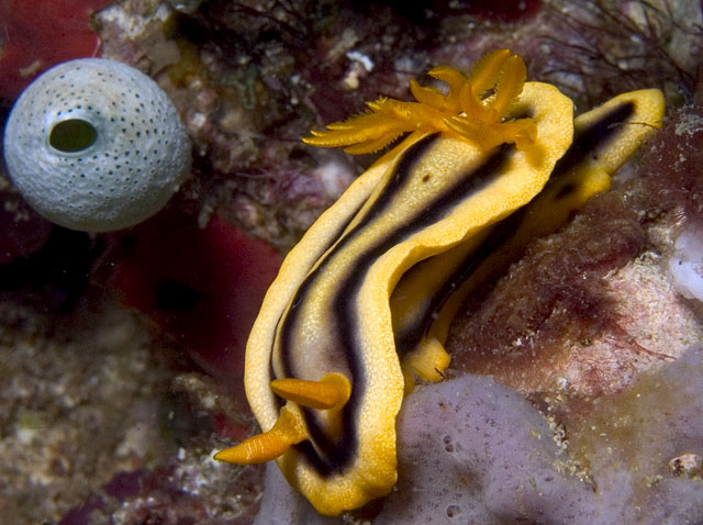 Chromodoris joshi nudibranch, Shark Cave, f8.0, 1/2000s