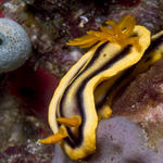 Chromodoris joshi nudibranch, Shark Cave, f8.0, 1/2000s