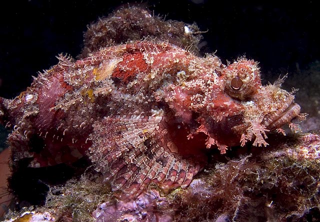 Scorpion Fish, Sabang Wrecks, f8.0, 1/1000s