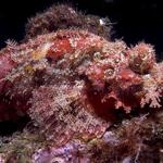 Scorpion Fish, Sabang Wrecks, f8.0, 1/1000s