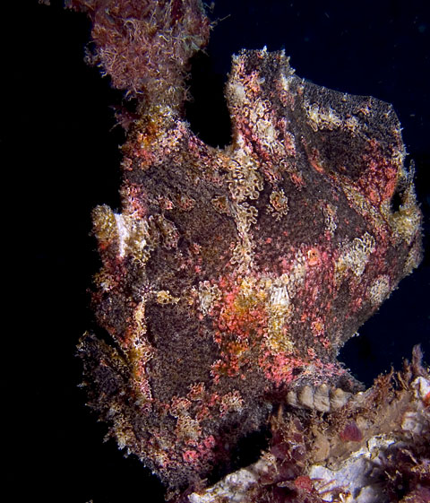 Giant Frogfish, Antennarius commersoni, Sabang Wrecks, f8.0, 1/1000s.