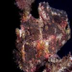 Giant Frogfish, Antennarius commersoni, Sabang Wrecks, f8.0, 1/1000s.