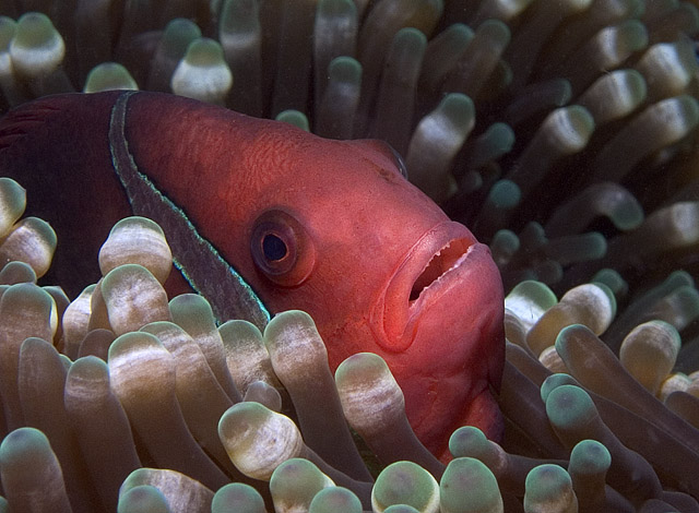 Tomato Anemonefish (female), Amphiprion frenatus, Sabang Wrecks, f8.0, 1/1000s