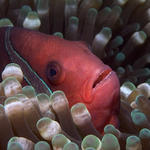 Tomato Anemonefish (female), Amphiprion frenatus, Sabang Wrecks, f8.0, 1/1000s