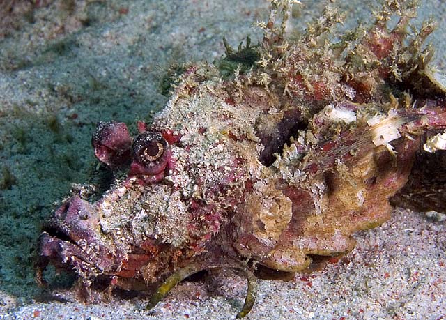 Spiny Devilfish, Inimicus didactylus, Sabang Wrecks, f8.0, 1/1000s