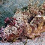 Spiny Devilfish, Inimicus didactylus, Sabang Wrecks, f8.0, 1/1000s