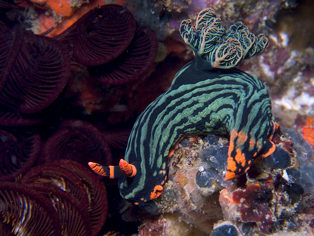 Nembrotha kubaryana nudibranch, Sinandigan Wall, f8.0, 1/400s.