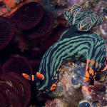 Nembrotha kubaryana nudibranch, Sinandigan Wall, f8.0, 1/400s.