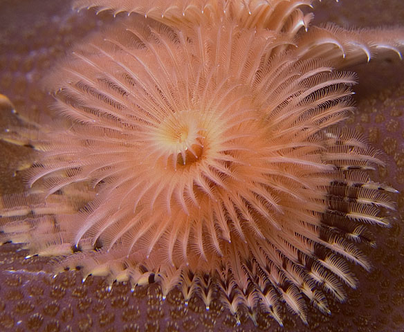 Christmas Tree Worm, Sinandigan Wall, f8.0, 1/500s.