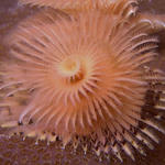 Christmas Tree Worm, Sinandigan Wall, f8.0, 1/500s.