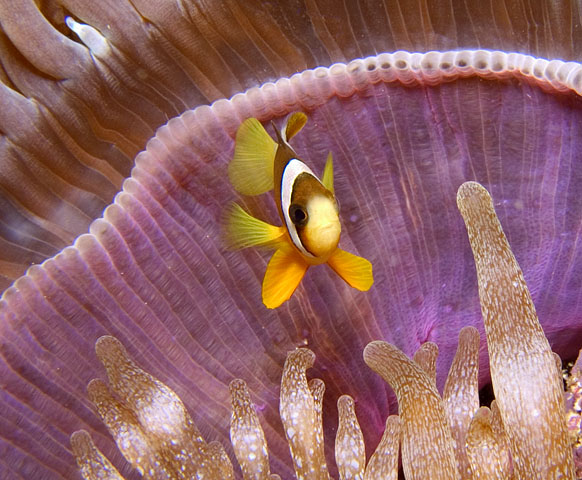 Juv. Clark's Anemonefish, Amphiprion clarkii, West Escarceo, f8.0, 1/2000s