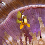 Juv. Clark's Anemonefish, Amphiprion clarkii, West Escarceo, f8.0, 1/2000s