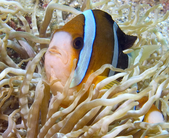 Clark's Anemonefish, Amphiprion clarkii, Kilima Steps, f8.0, 1/320s