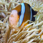 Clark's Anemonefish, Amphiprion clarkii, Kilima Steps, f8.0, 1/320s