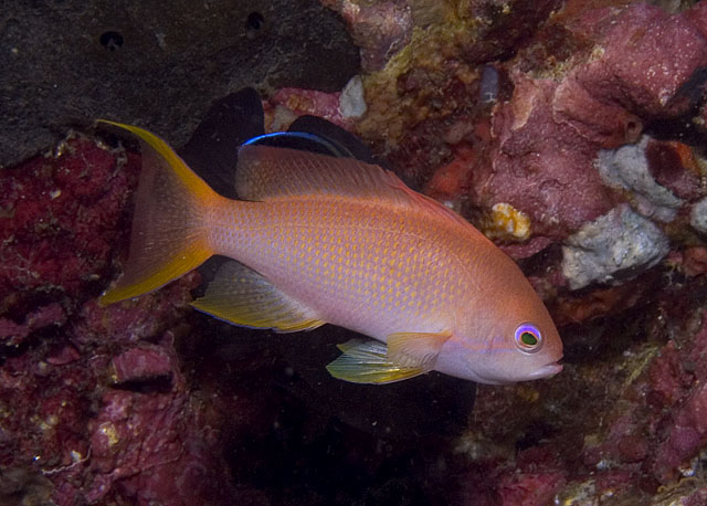 Lyretail Anthias, Pseudanthias squamipinnis, Kilima Steps, f8.0, 1/320s