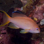 Lyretail Anthias, Pseudanthias squamipinnis, Kilima Steps, f8.0, 1/320s