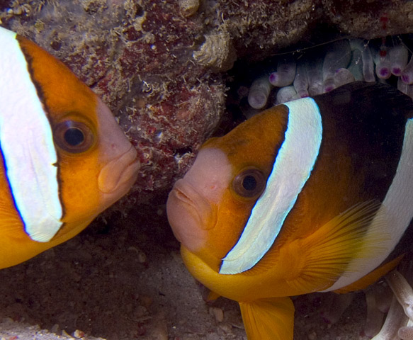 Clark's Anemonefish, Amphiprion clarkii, La Laguna Shallows, f8.0, 1/320s