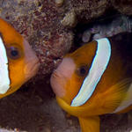 Clark's Anemonefish, Amphiprion clarkii, La Laguna Shallows, f8.0, 1/320s