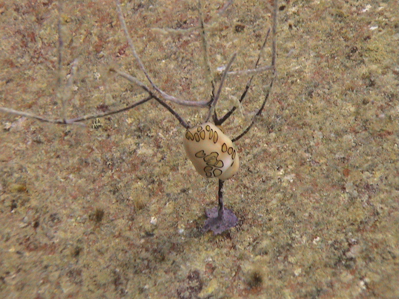 Bonaire 2004