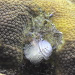 xmas tree worm