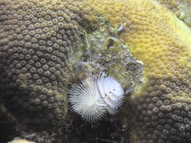 xmas tree worm