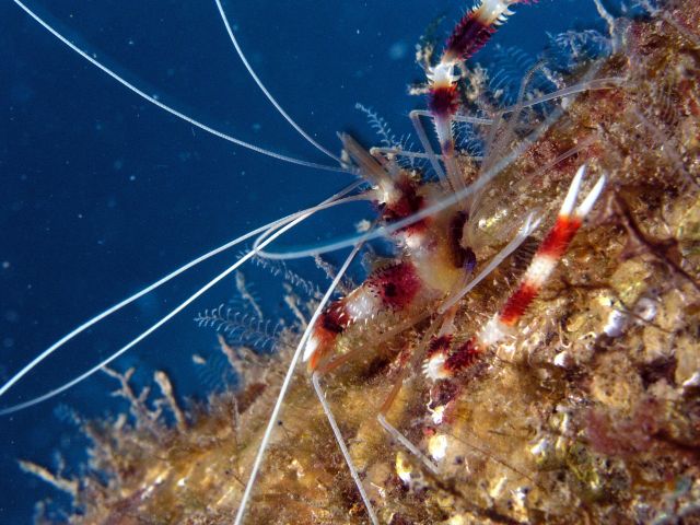 Banded shrimp
