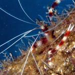 Banded shrimp
