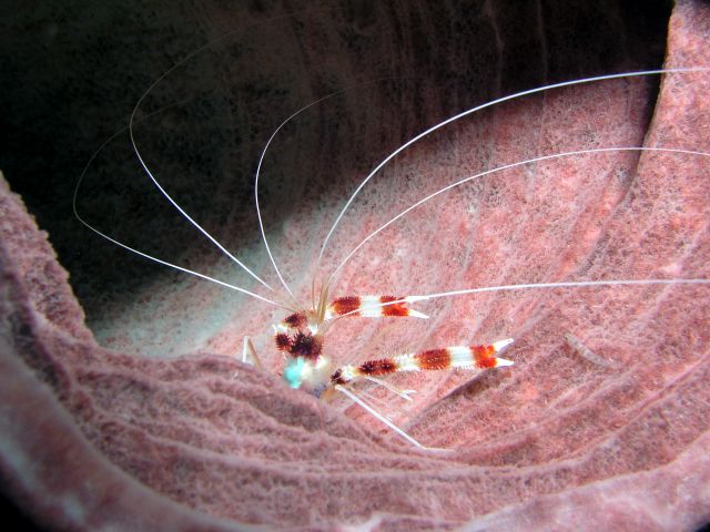 Banded shrimp in coral