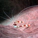 Banded shrimp in coral