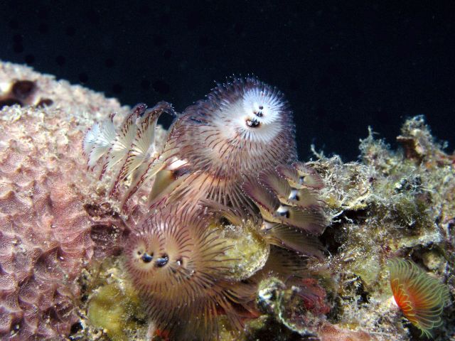 Christmas Tree worm