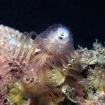 Christmas Tree worm