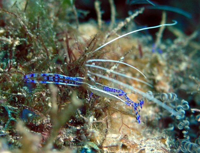 Cleaner shrimp on coral