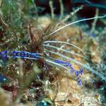 Cleaner shrimp on coral