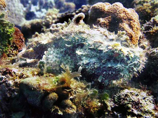 Scorpion fish