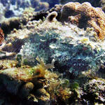 Scorpion fish