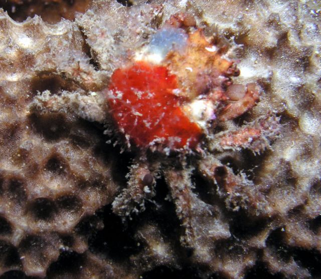 Decorator crab