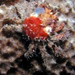 Decorator crab