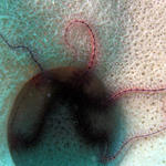 Roatan 2005 v1 098.jpg