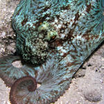 Roatan 2005 v1 029.jpg