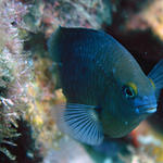 Roatan 2005 v1 054.jpg