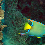 Roatan 2005 v1 069.jpg