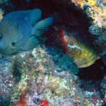 Roatan 2005 v1 103.jpg