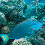 Roatan 2005 v1 102.jpg